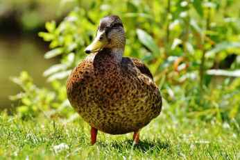 female mallard duck on green grass during daytime